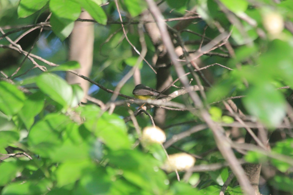 Canada Warbler - ML637496077