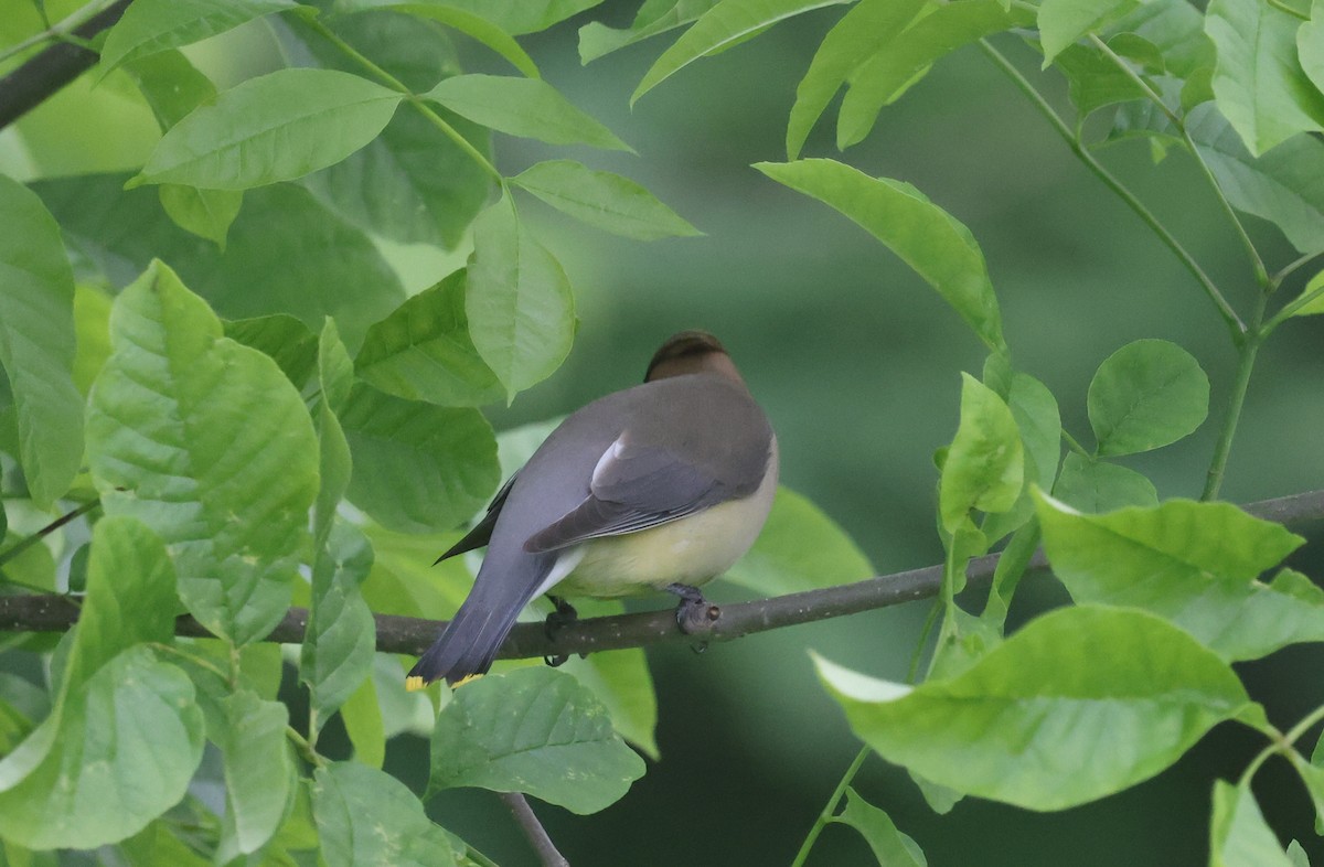 Cedar Waxwing - ML637496078
