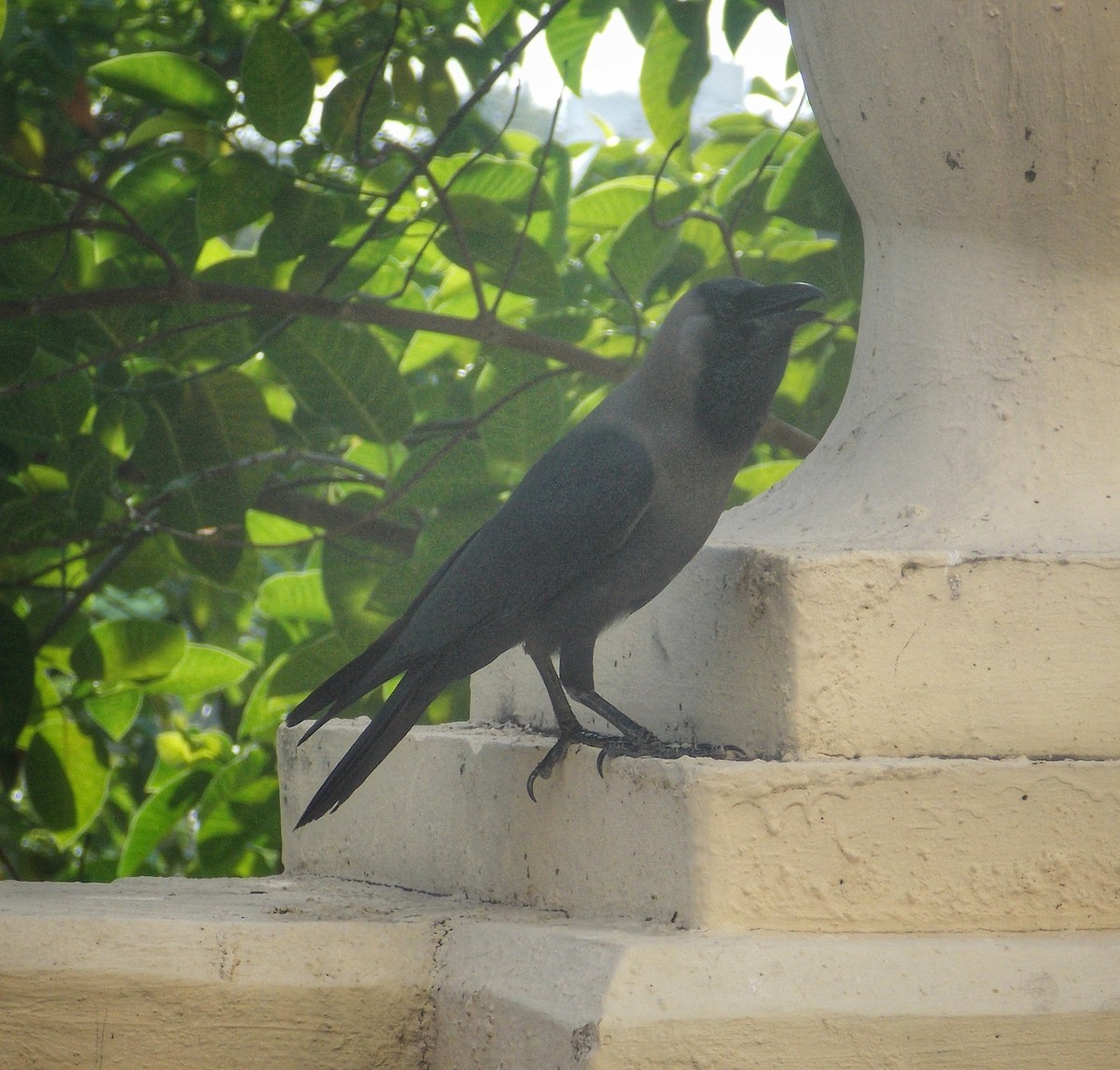 House Crow - ML637496080