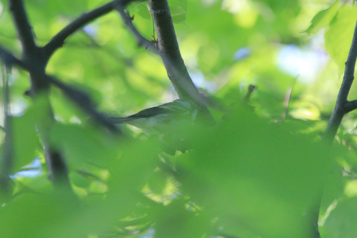 Chestnut-sided Warbler - ML637496084