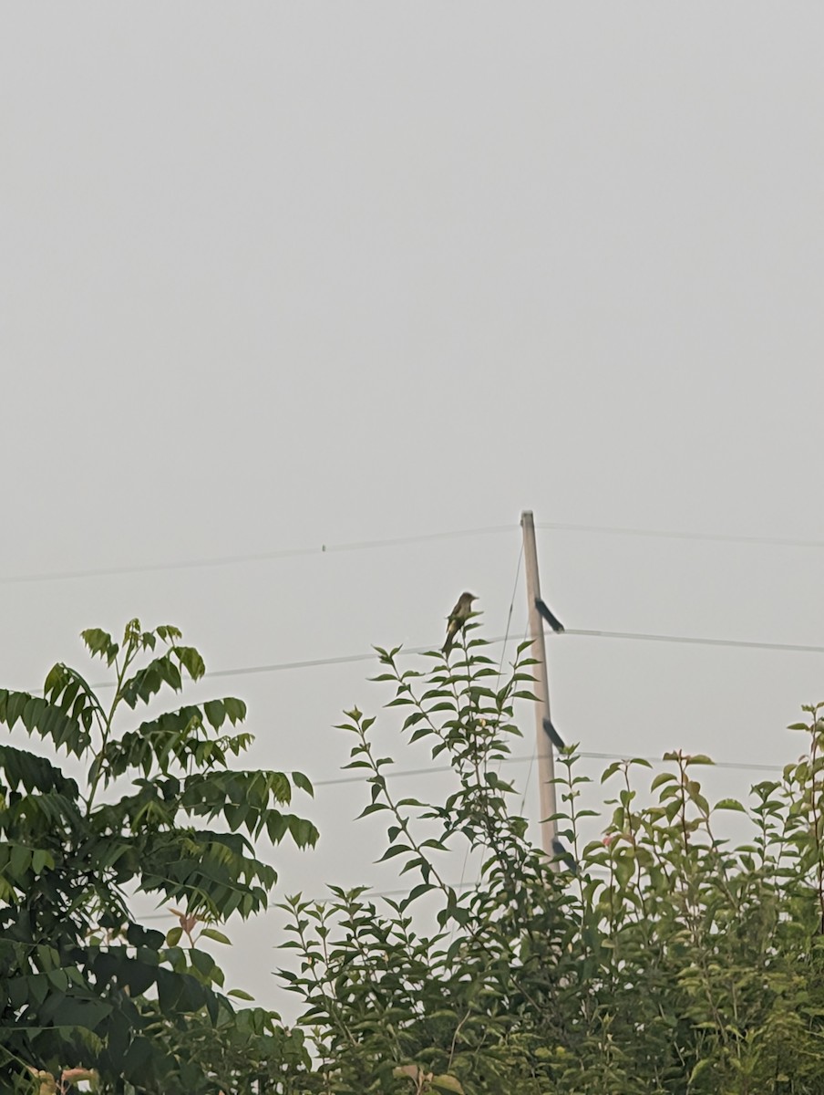 Willow Flycatcher - ML637496085