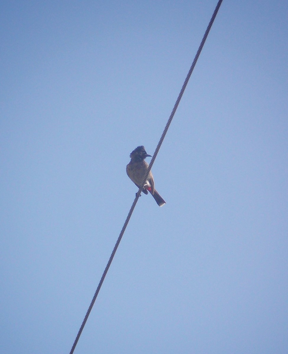 Red-vented Bulbul - ML637496087