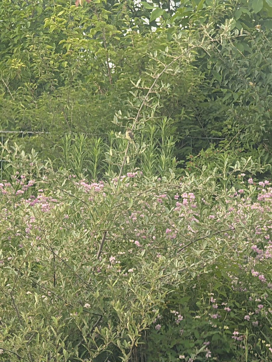Willow Flycatcher - ML637496088