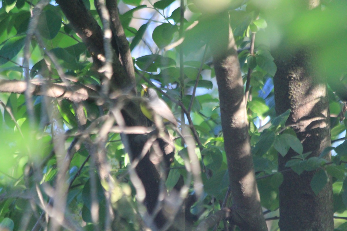 Canada Warbler - ML637496090