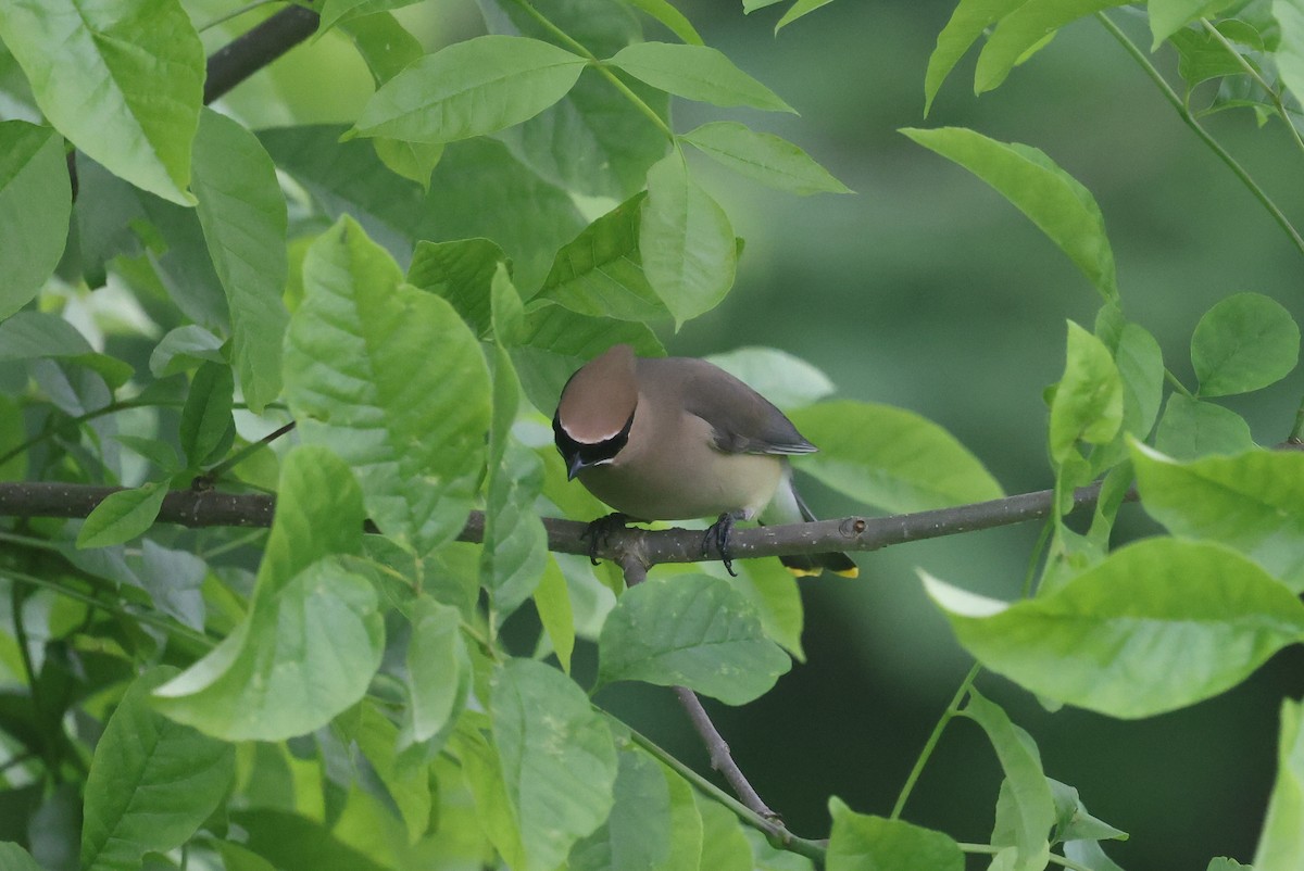 Cedar Waxwing - ML637496091
