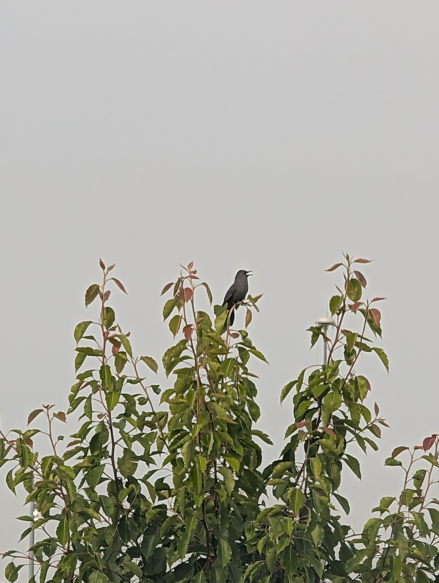 Gray Catbird - ML637496092