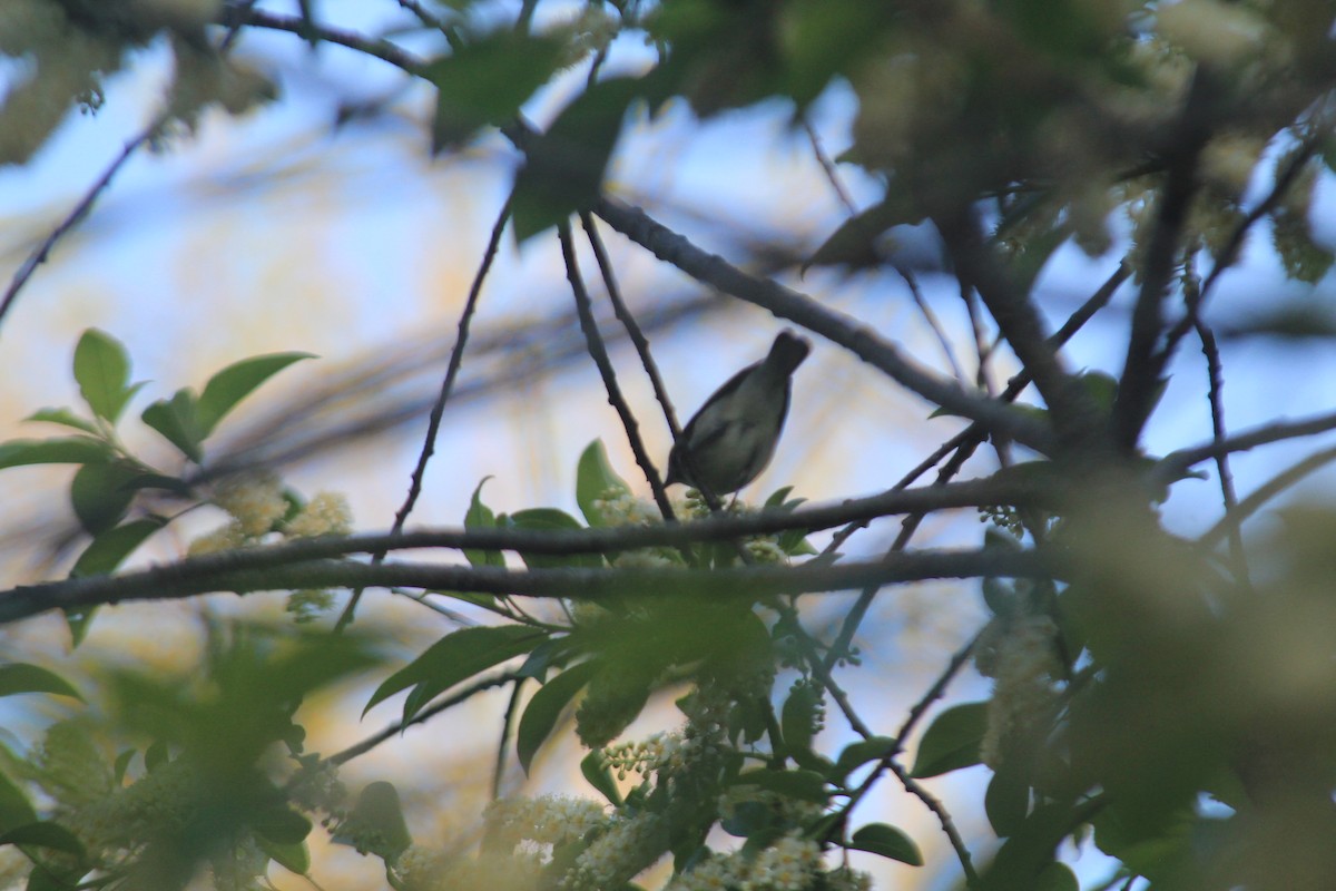 Black-throated Blue Warbler - ML637496093