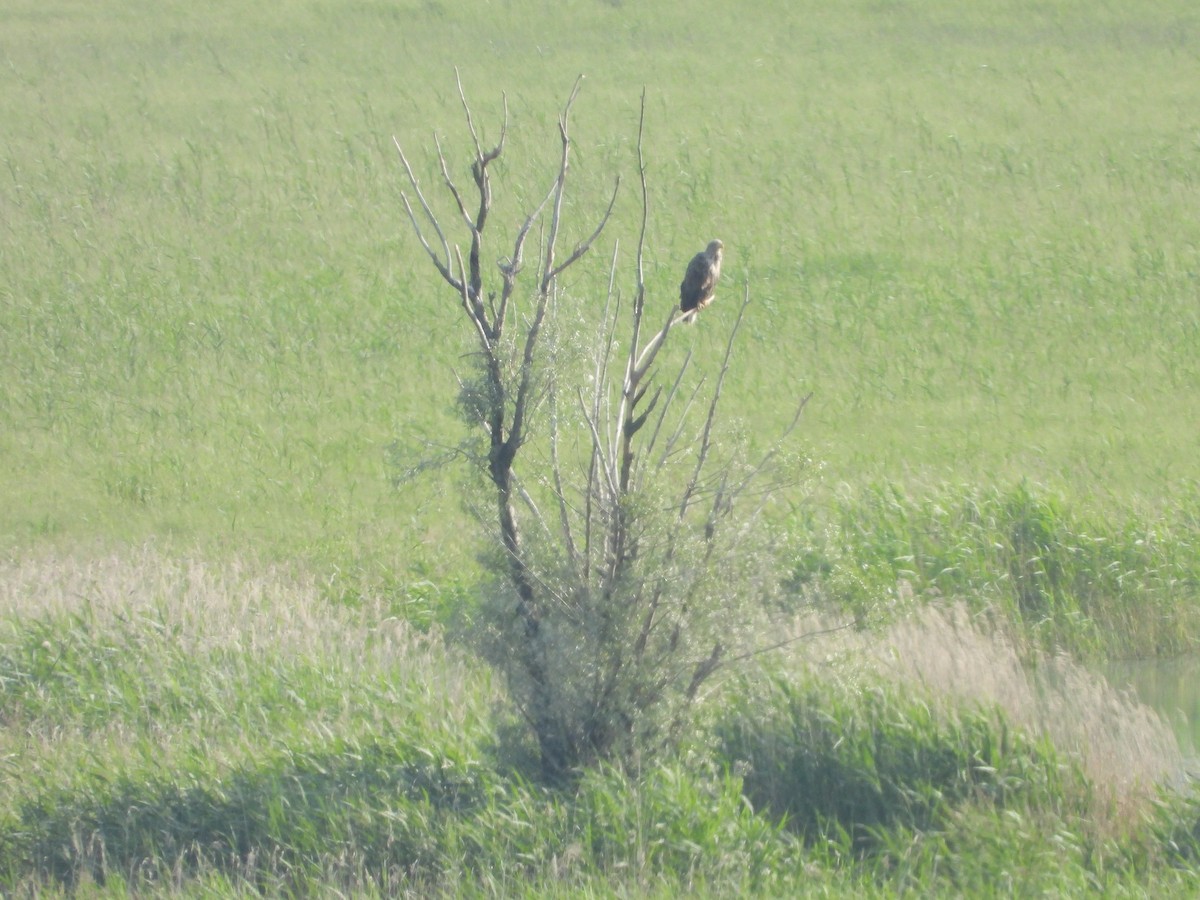 White-tailed Eagle - ML637496096