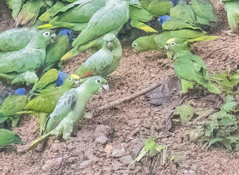 Yellow-crowned Amazon - ML637496097