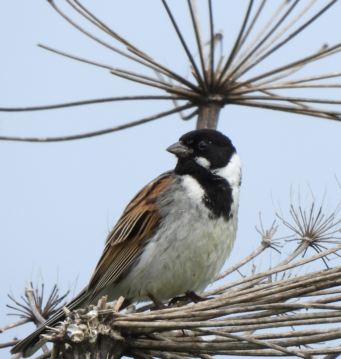 Reed Bunting - ML637496098