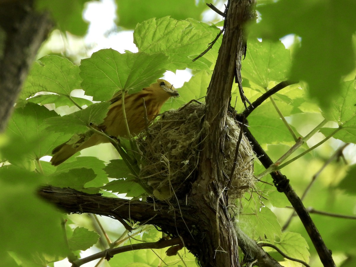 Yellow Warbler - ML637496120
