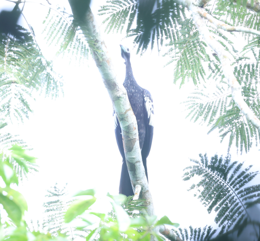 Blue-throated Piping-Guan - ML637496137