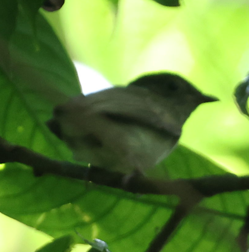 Golden-headed Manakin - ML637496156