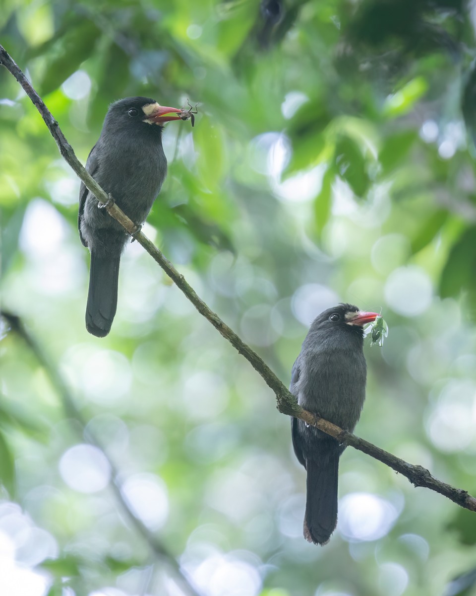 White-fronted Nunbird - ML637496181
