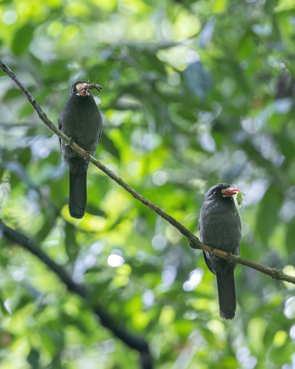 White-fronted Nunbird - ML637496183