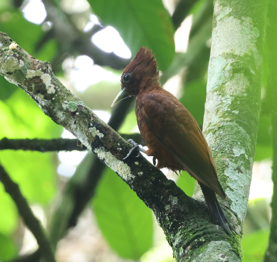 Waved Woodpecker - ML637496199