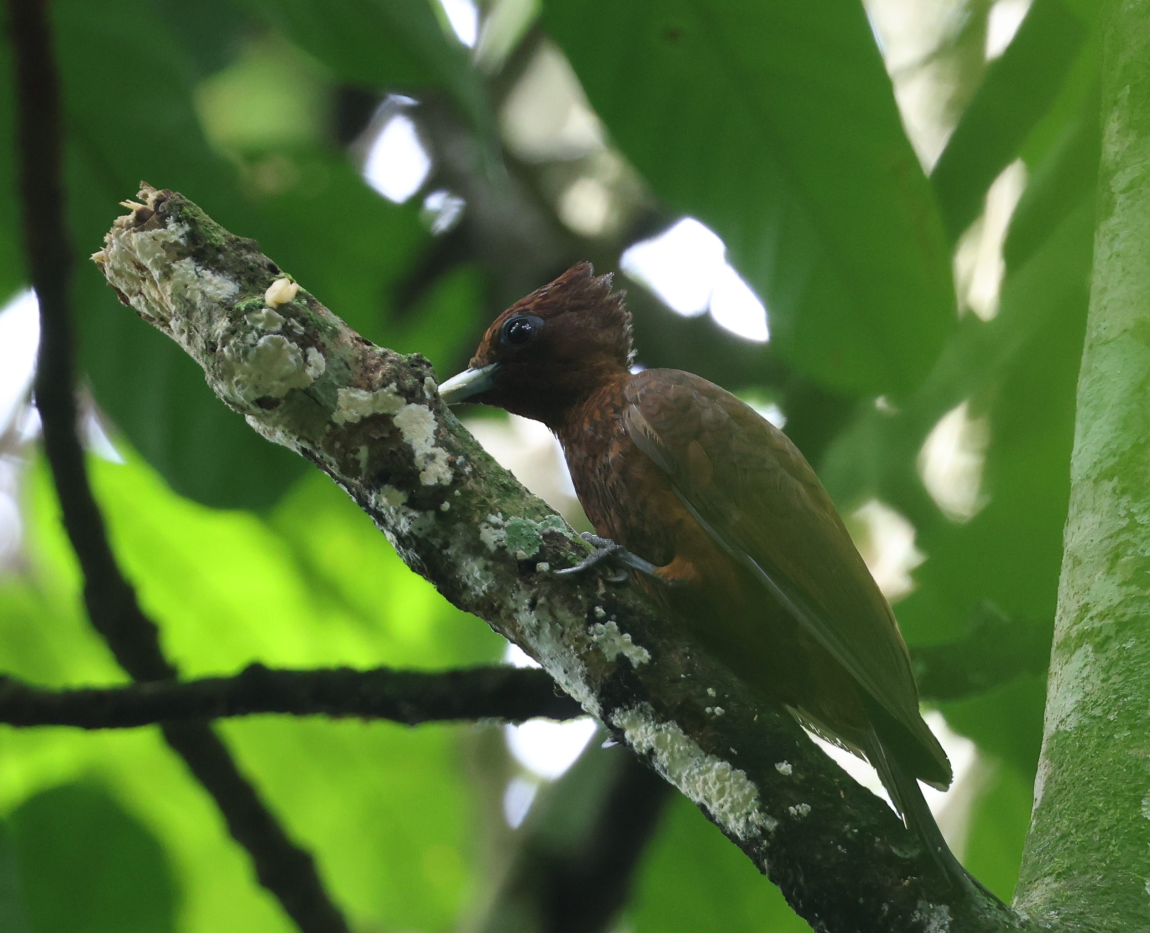 Waved Woodpecker - ML637496200