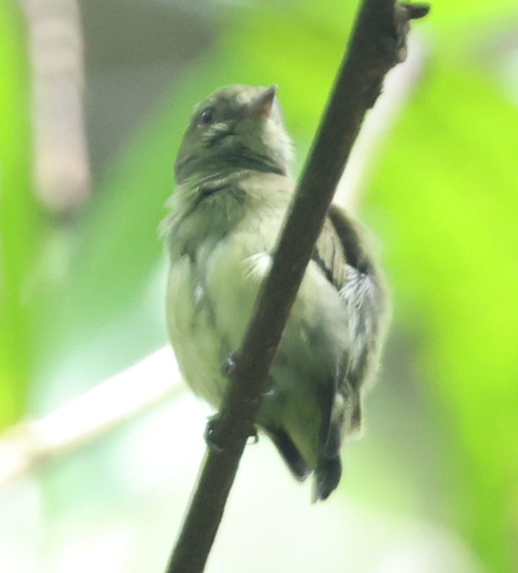 Dwarf Tyrant-Manakin - ML637496221