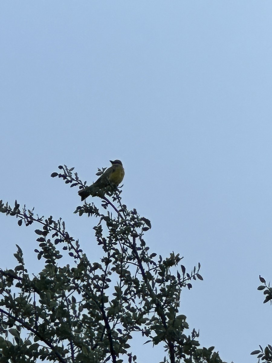 Couch's Kingbird - ML637496249