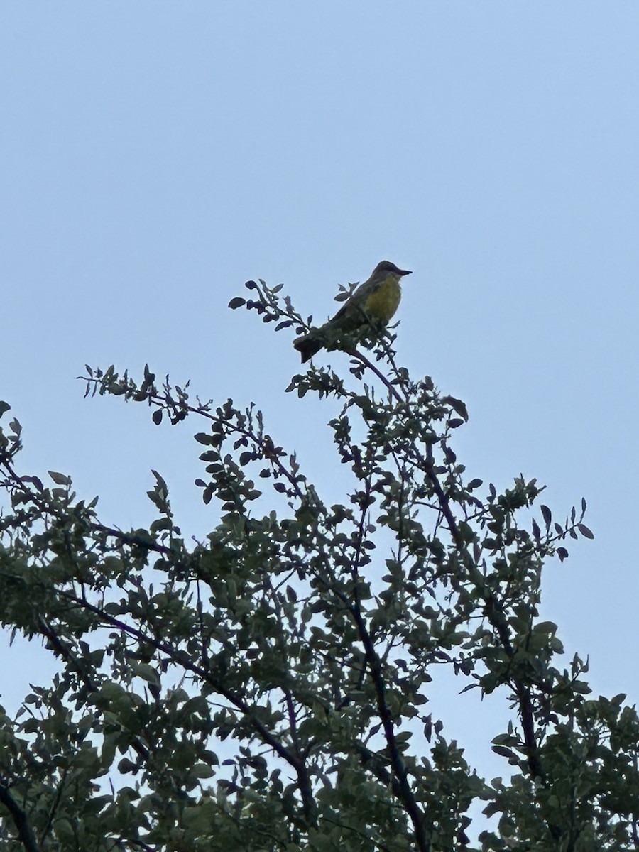 Couch's Kingbird - ML637496250