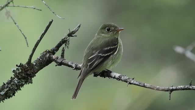 Mosquero Ventriamarillo - ML637496307