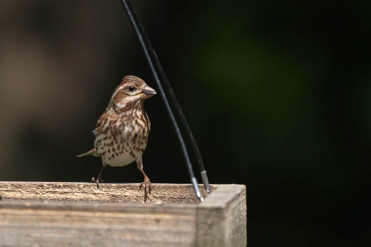 Purple Finch - ML637496321