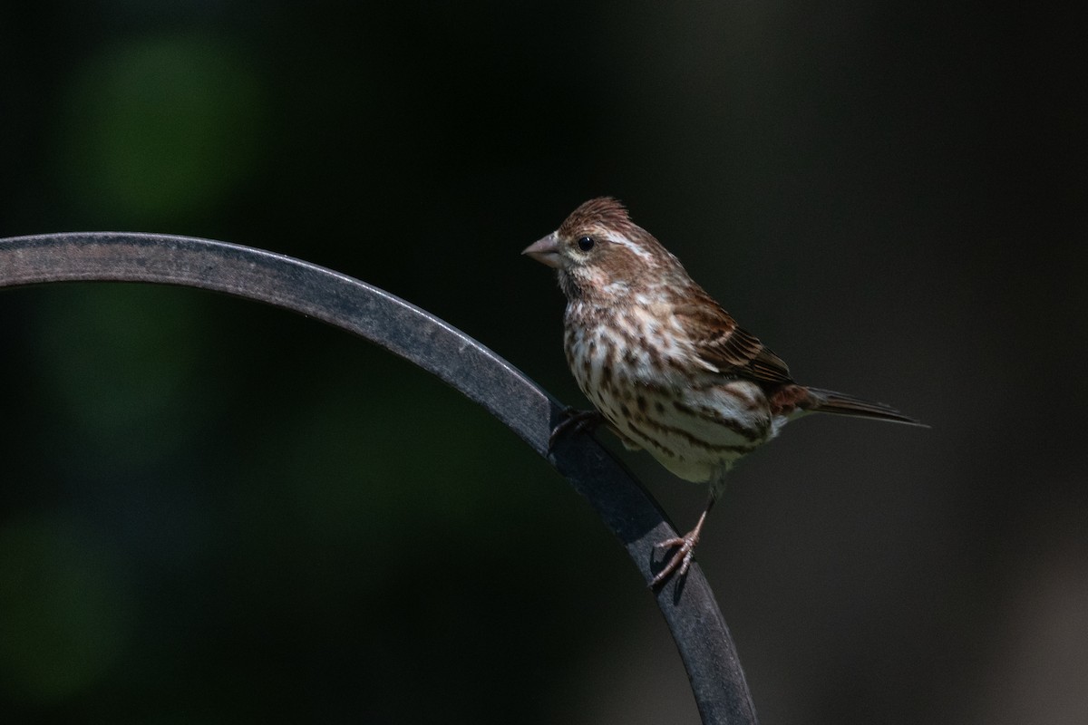 Purple Finch - ML637496322