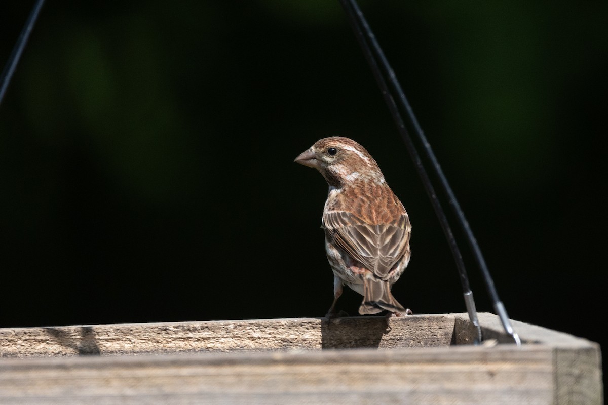 Purple Finch - ML637496323