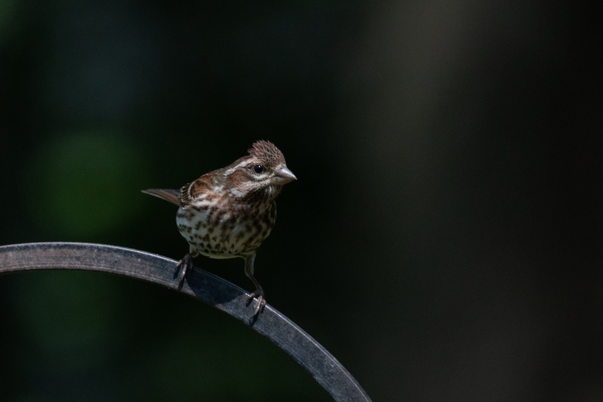 Purple Finch - ML637496324