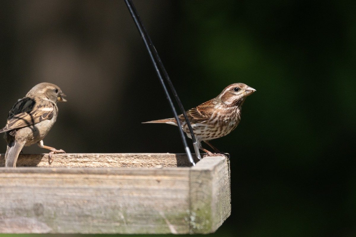 Purple Finch - ML637496325