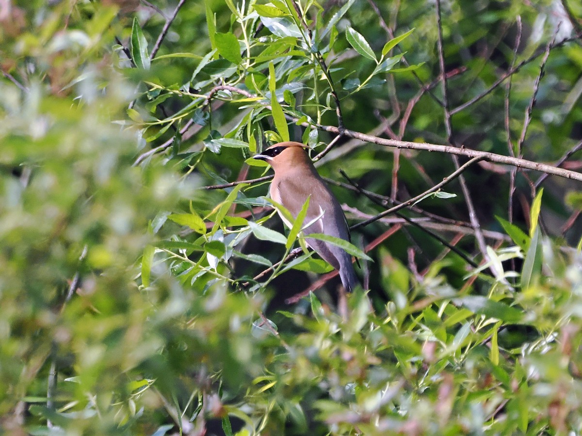 Cedar Waxwing - ML637496420