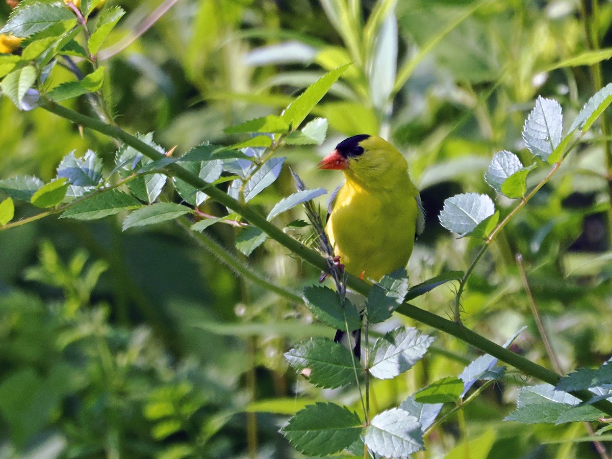 American Goldfinch - ML637496454