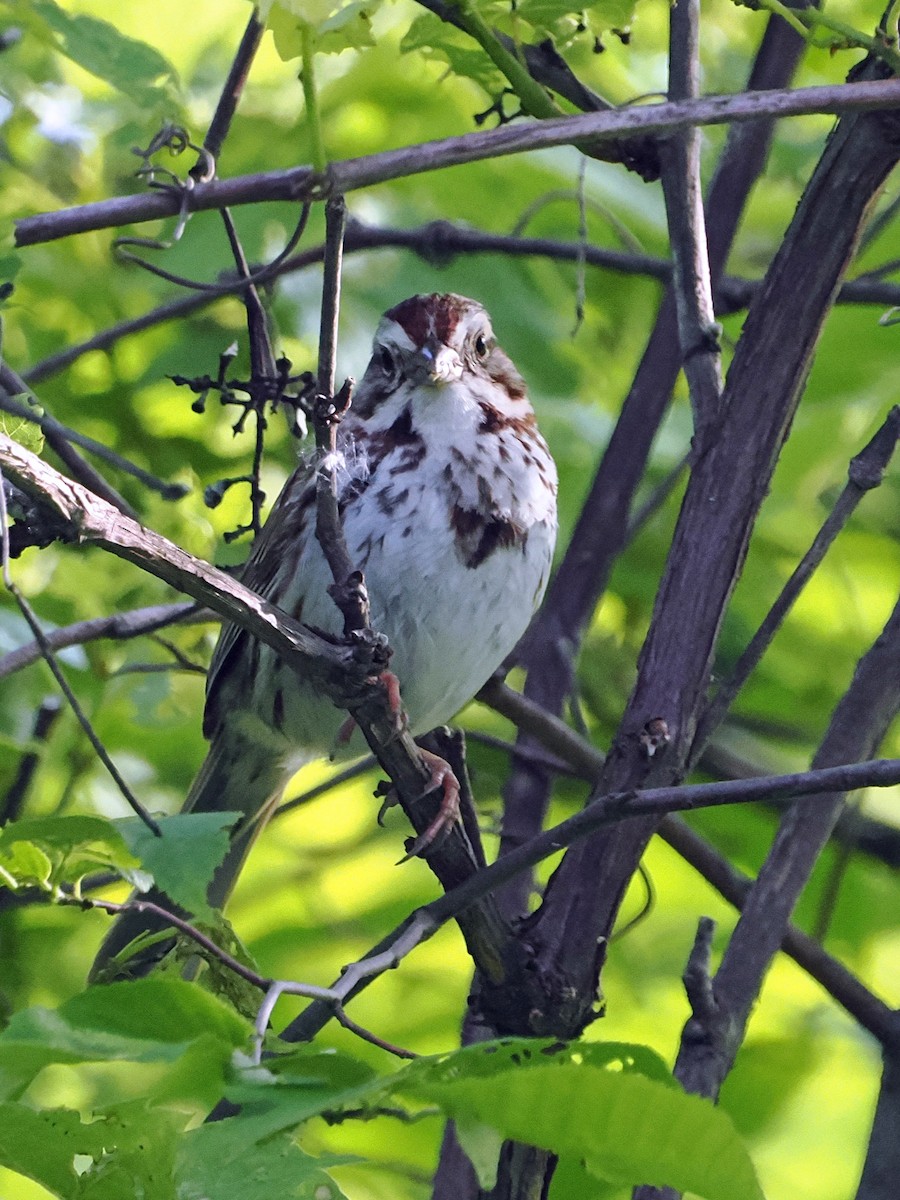 Song Sparrow - ML637496460