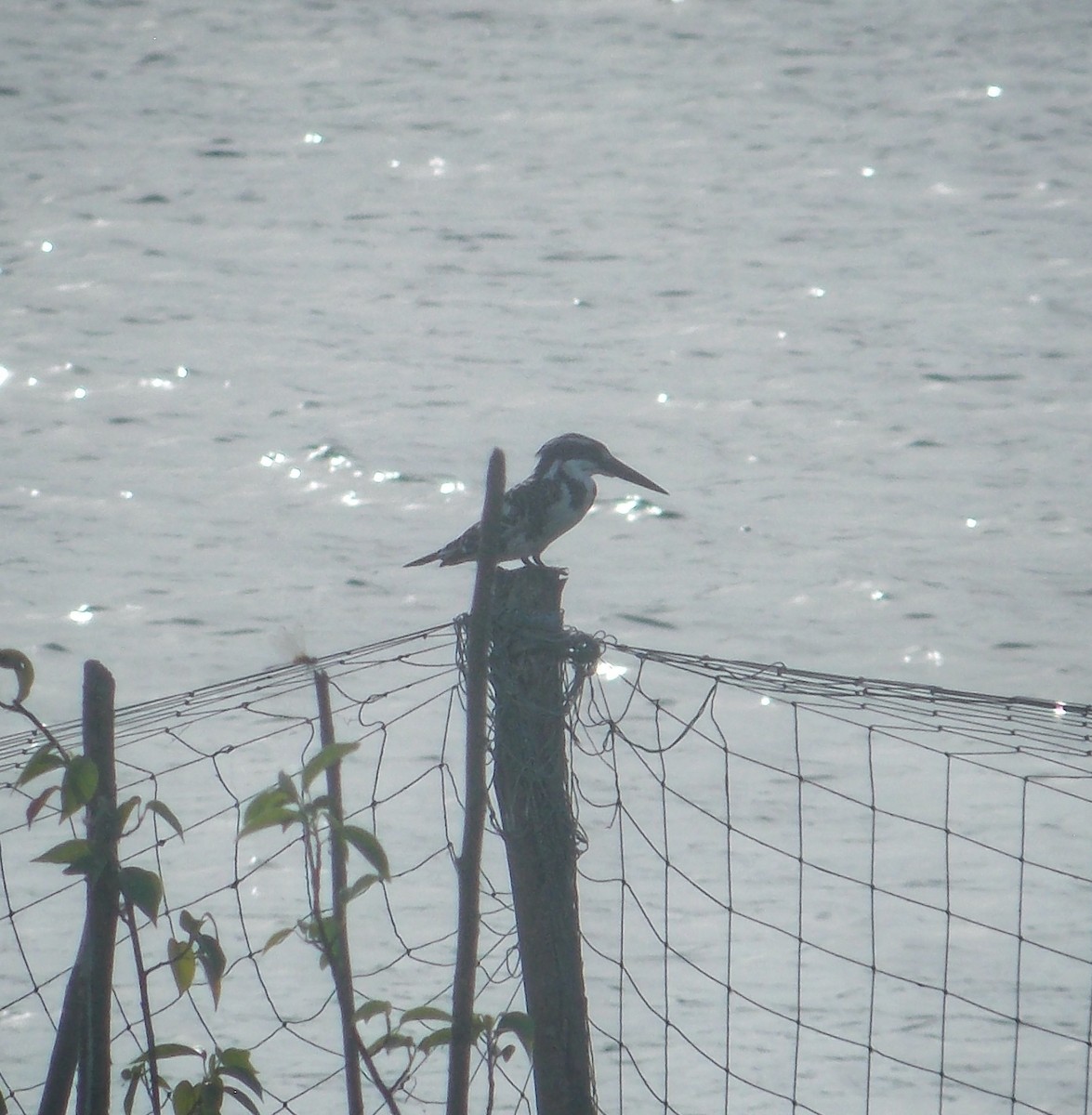 Martin-pêcheur pie - ML637496466
