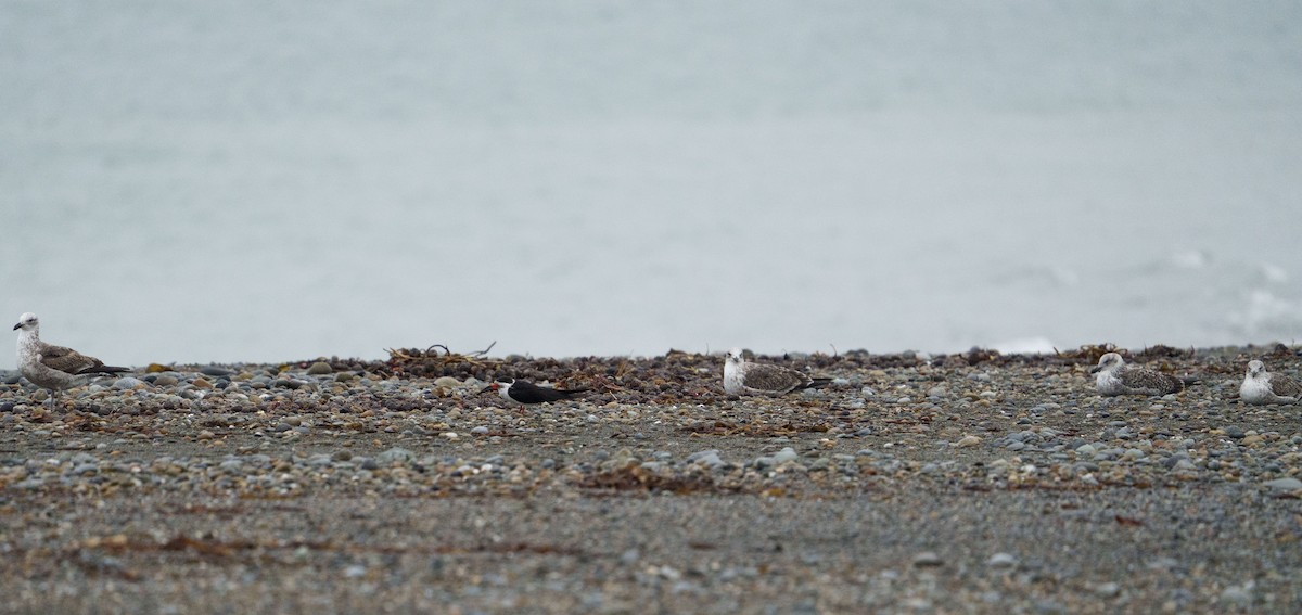Black Skimmer - ML637496470