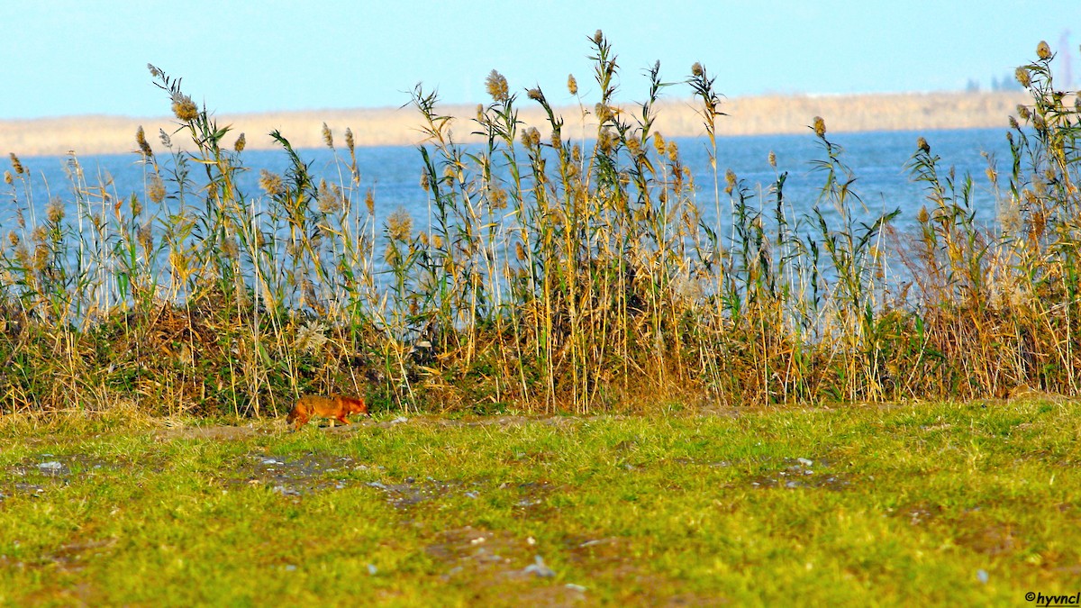 Golden Jackal - ML637496472