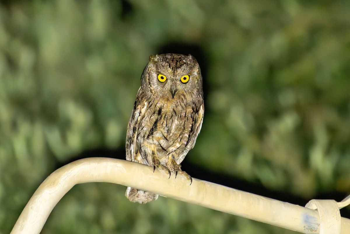 Petit-duc scops - ML637496473