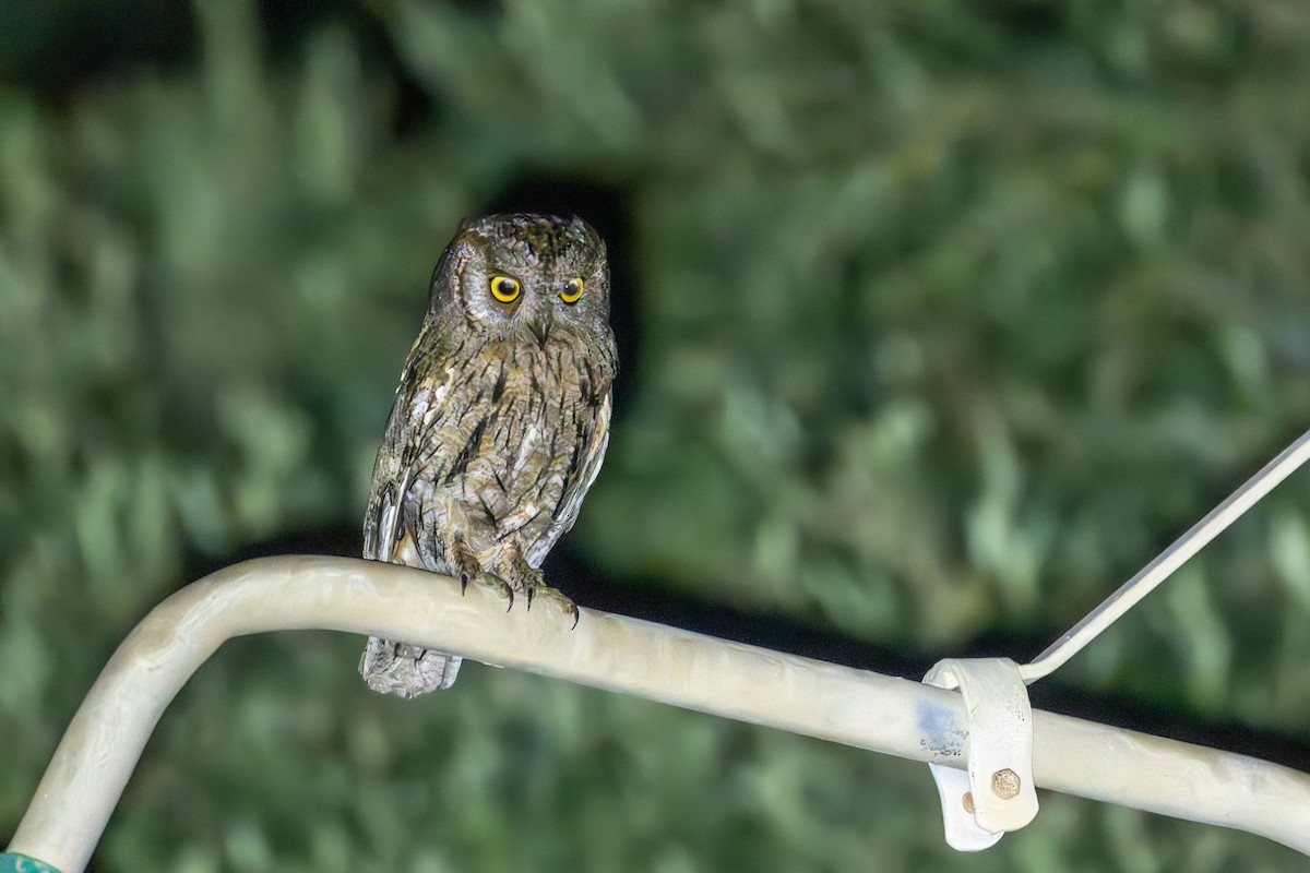 Petit-duc scops - ML637496474