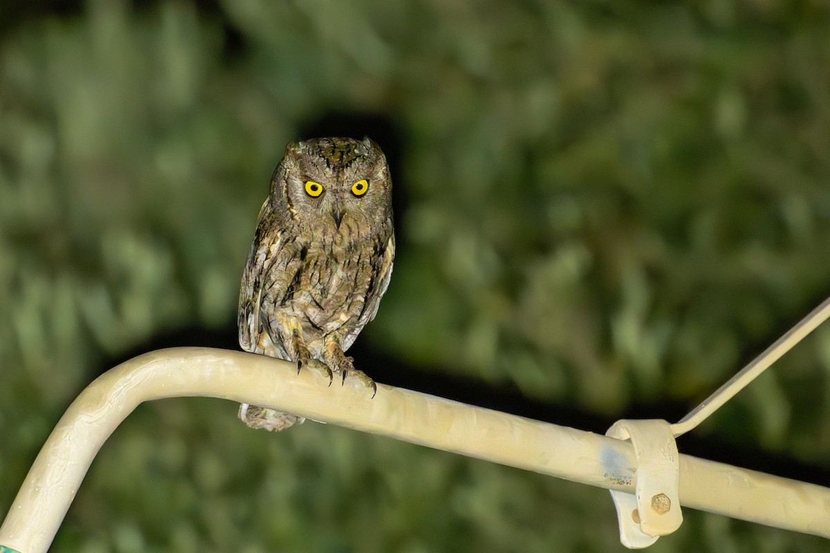 Petit-duc scops - ML637496475