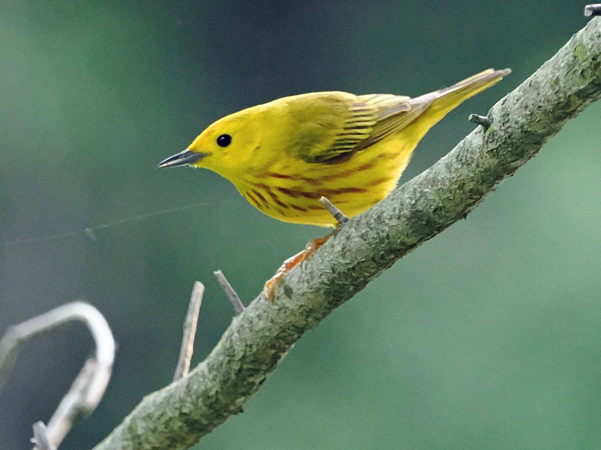 Paruline jaune - ML637496478
