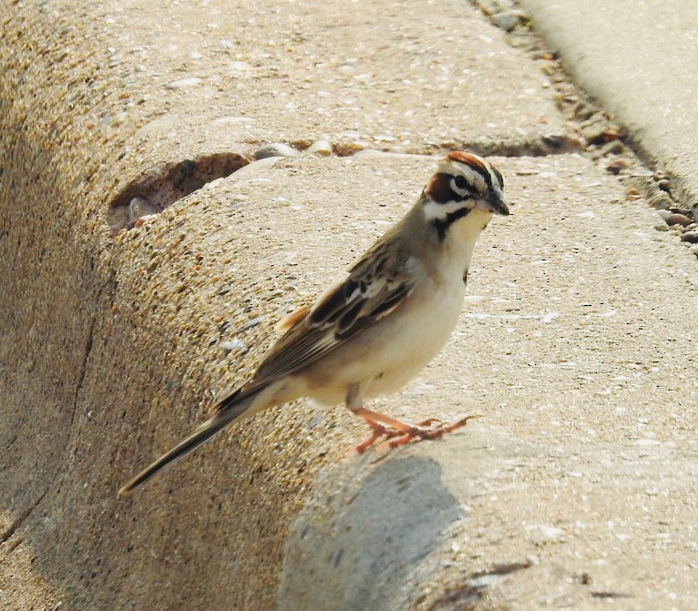 Bruant à joues marron - ML637496485