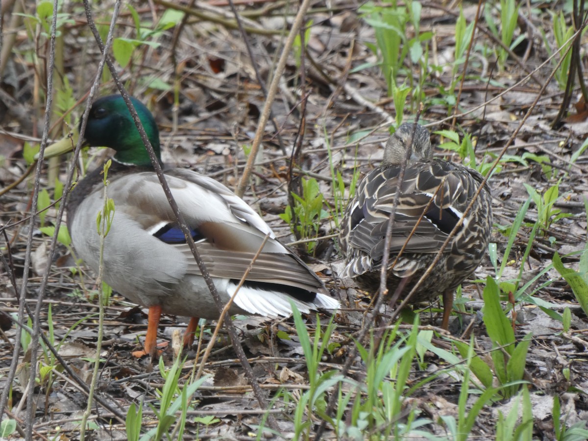 Canard colvert - ML637496503
