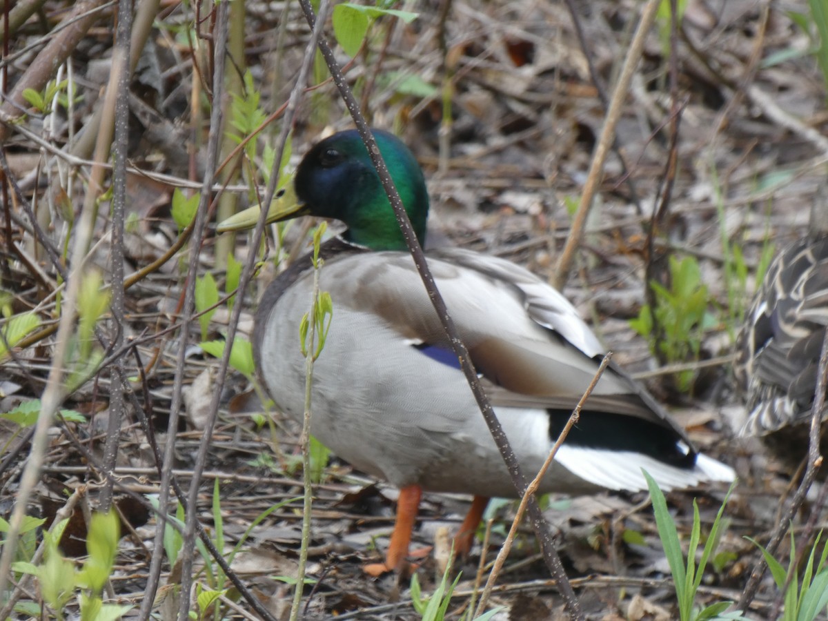 Canard colvert - ML637496507