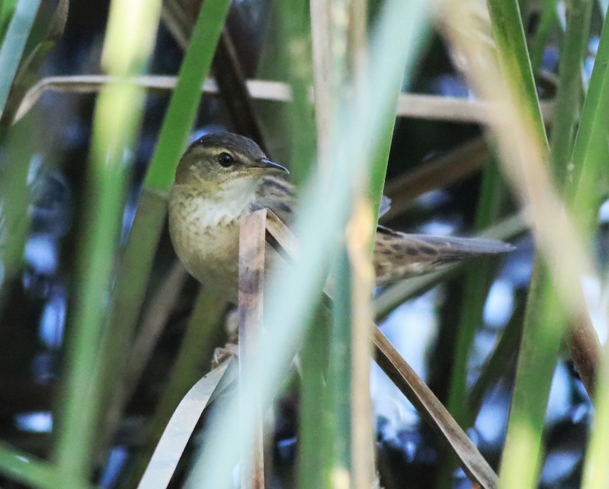 Pallas's Grasshopper Warbler - ML637496517