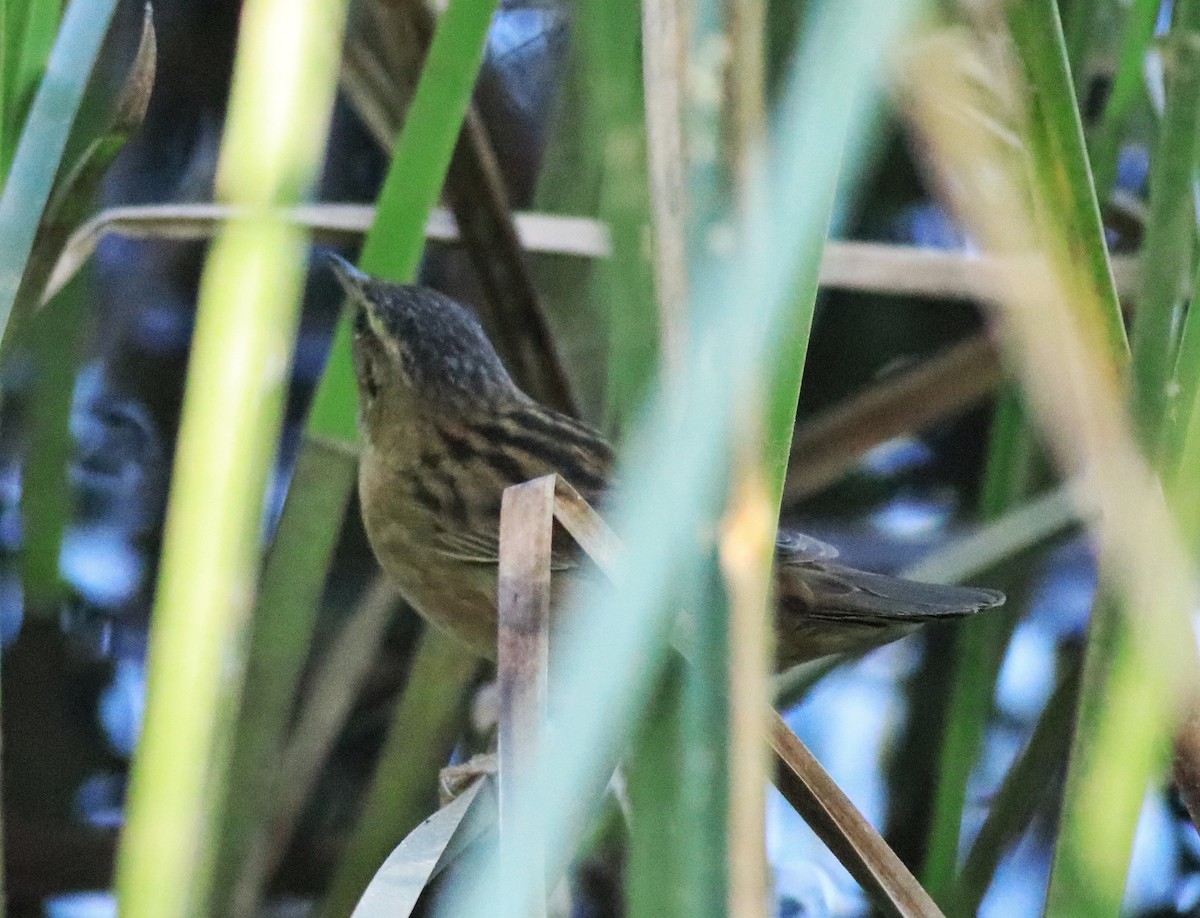 Pallas's Grasshopper Warbler - ML637496521