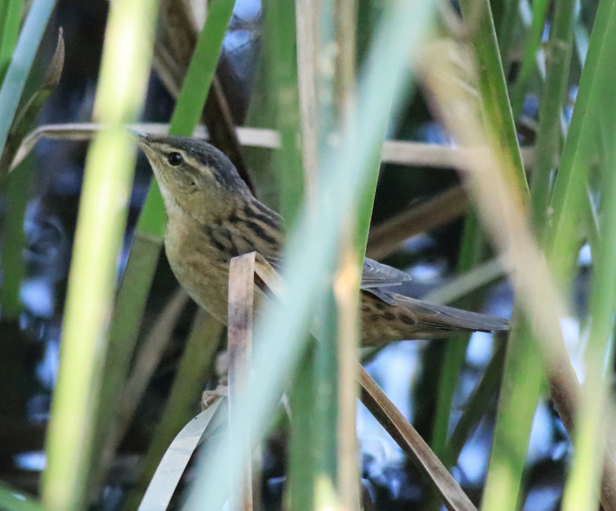 Pallas's Grasshopper Warbler - ML637496523
