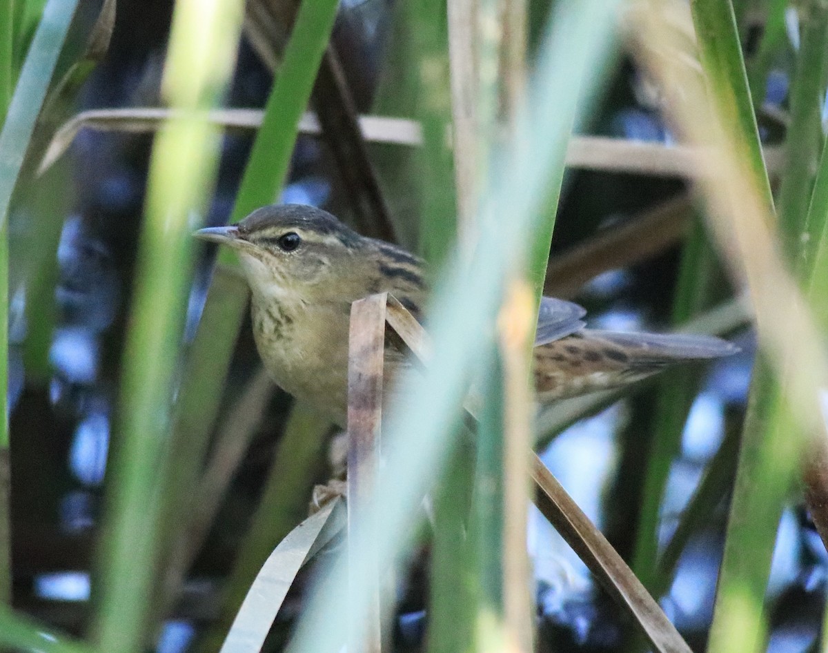 Pallas's Grasshopper Warbler - ML637496525
