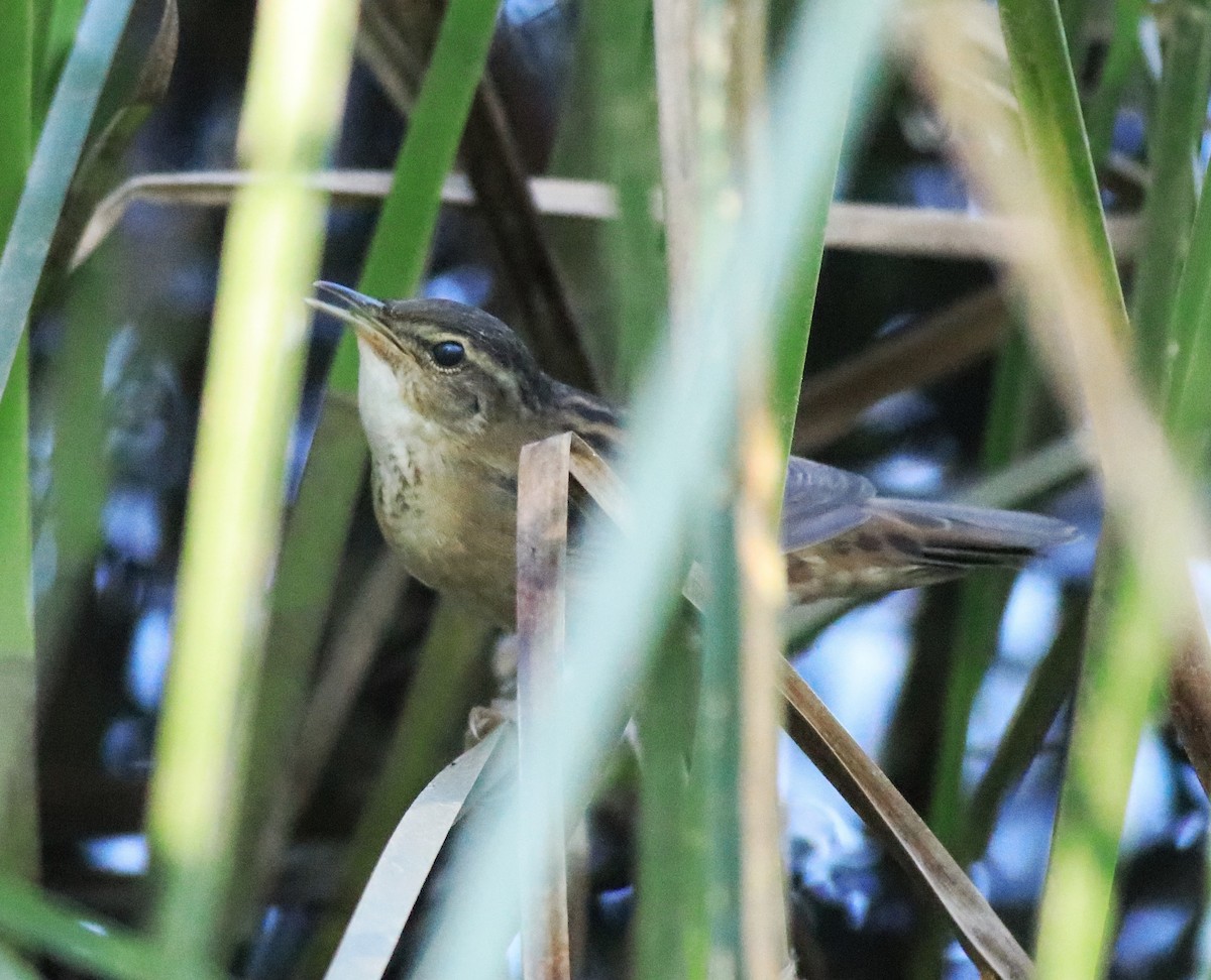 Pallas's Grasshopper Warbler - ML637496527
