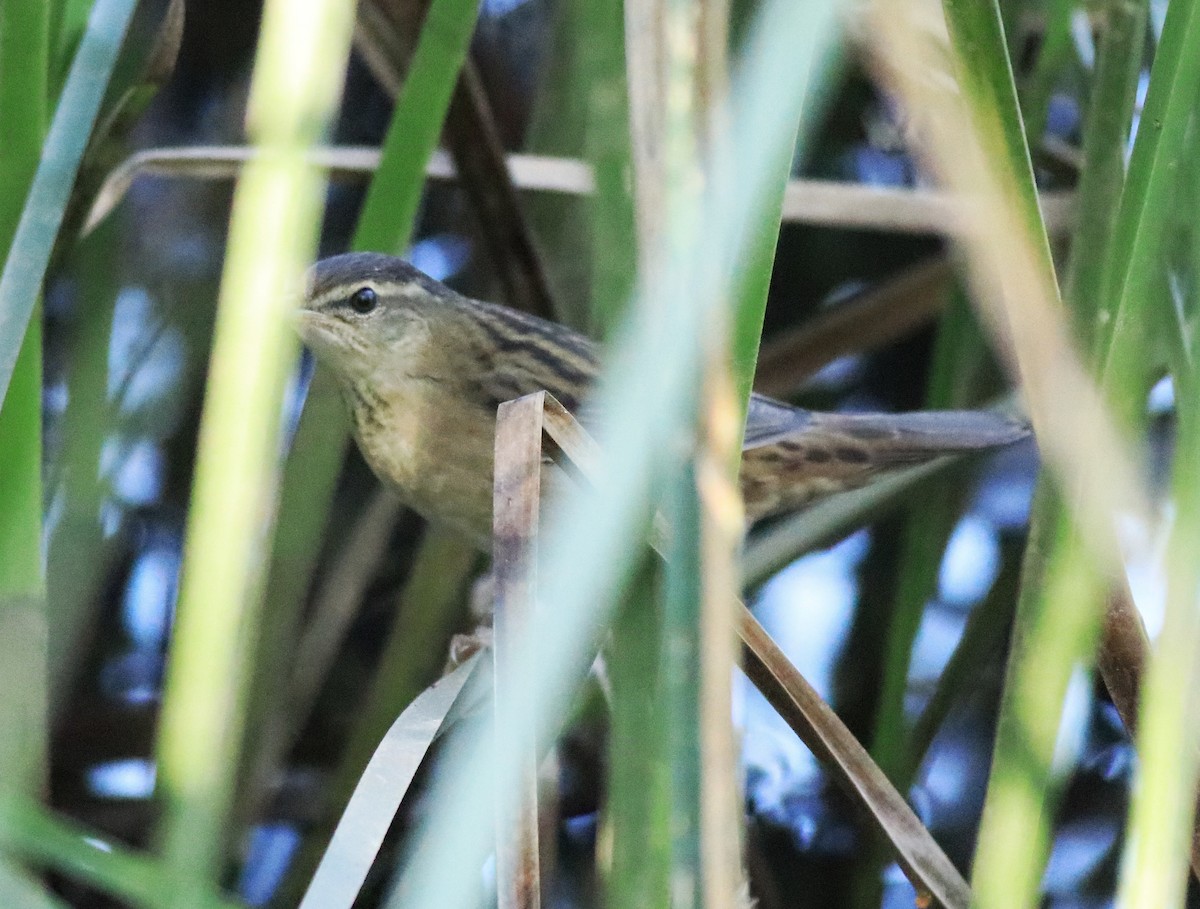 Pallas's Grasshopper Warbler - ML637496528