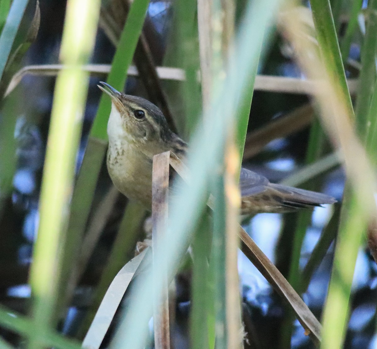 Pallas's Grasshopper Warbler - ML637496529